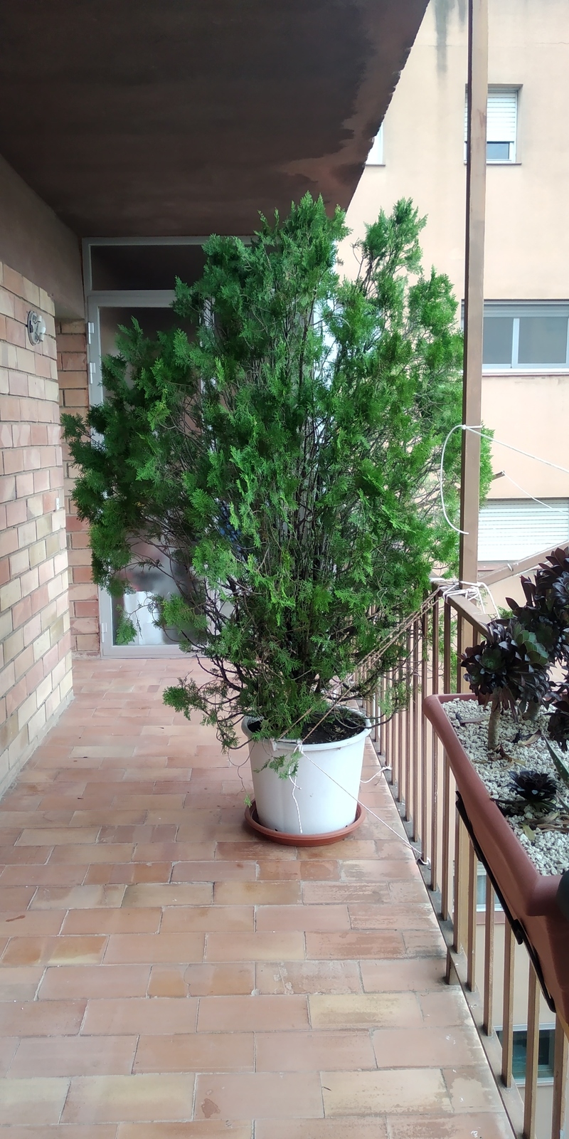 hsBhSpi.jpg