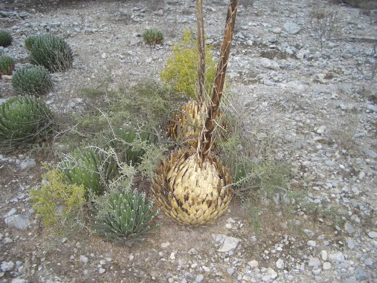 huasteca002.jpg