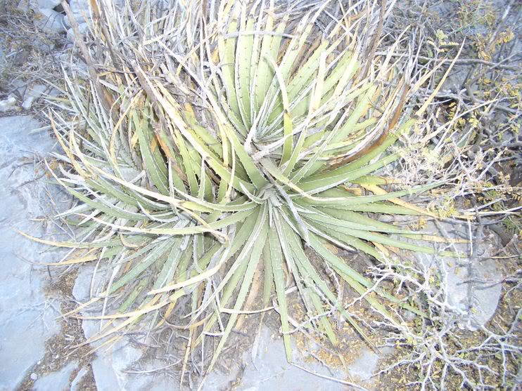 huasteca008.jpg