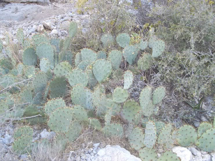 huasteca010.jpg