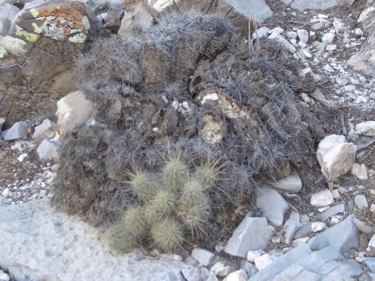 huasteca011.jpg
