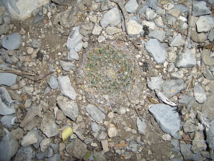 huasteca013.jpg