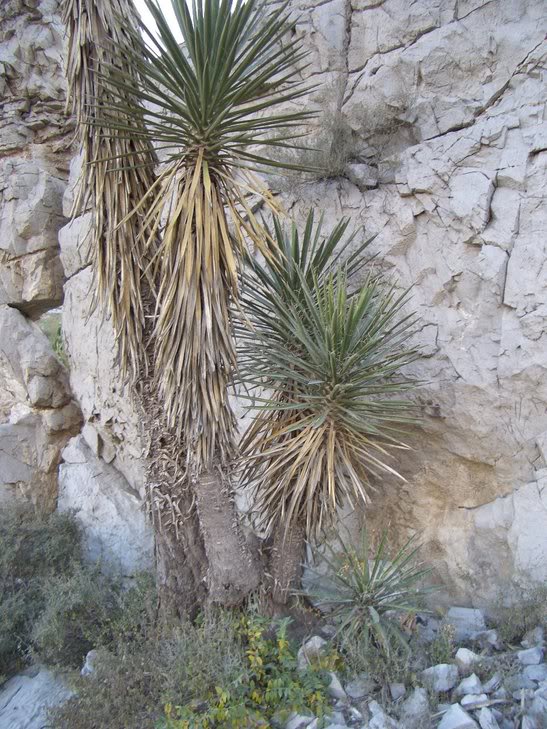 huasteca014.jpg