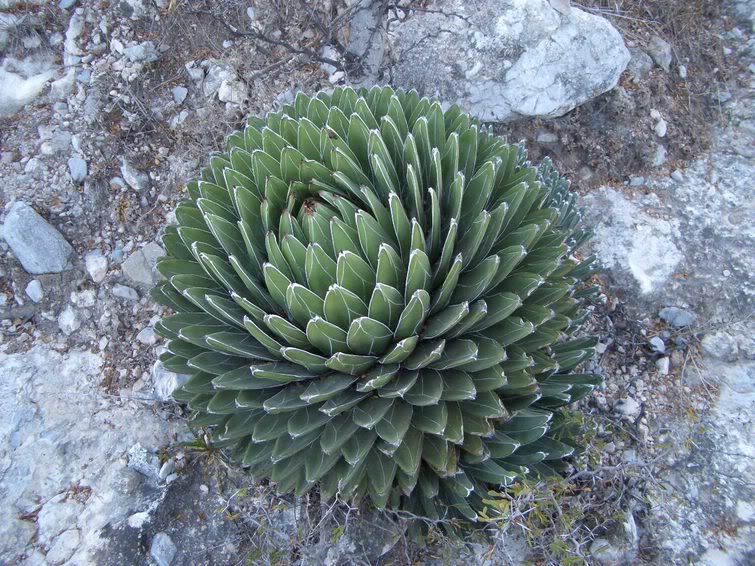 huasteca016.jpg