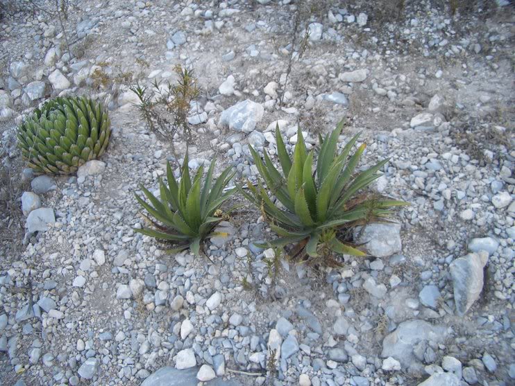 huasteca017.jpg