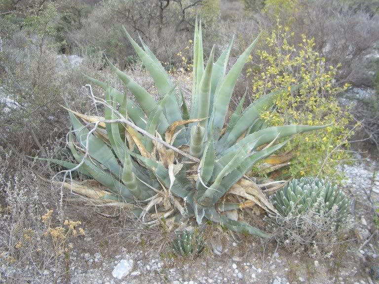 huasteca019.jpg