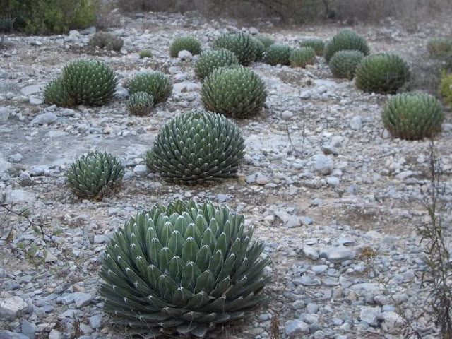 huasteca020.jpg