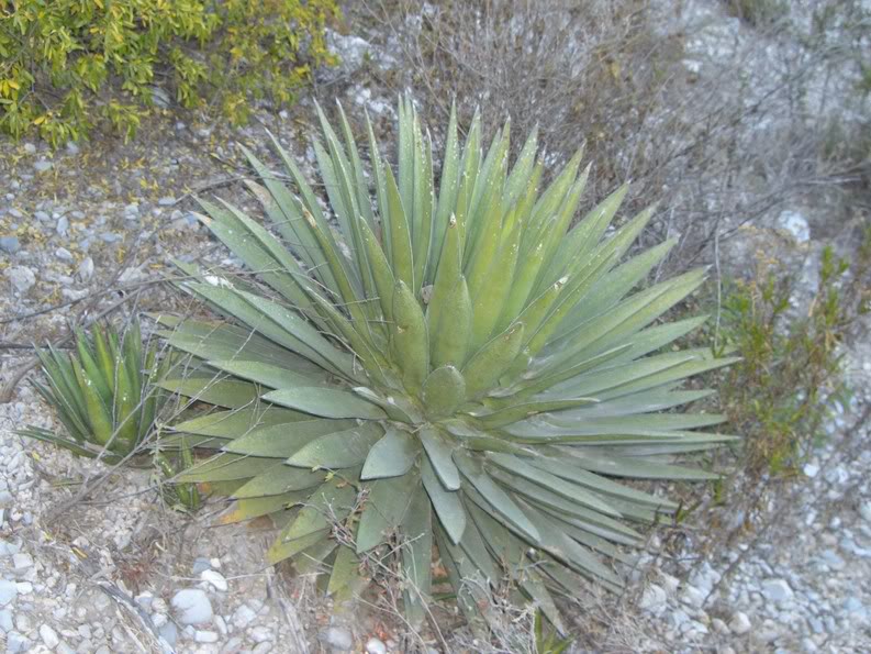 huasteca021.jpg