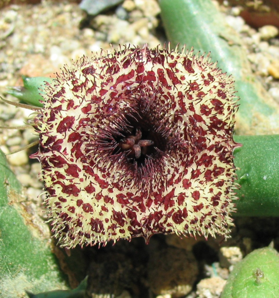 Huernia%20recondita%204%20cotes%20tige%20lisse.jpg
