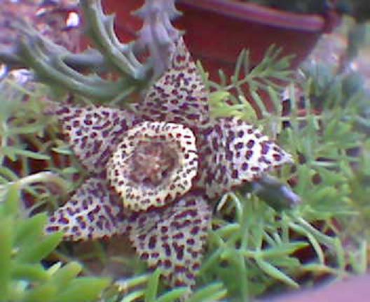 huernia%20verruculosa.JPG