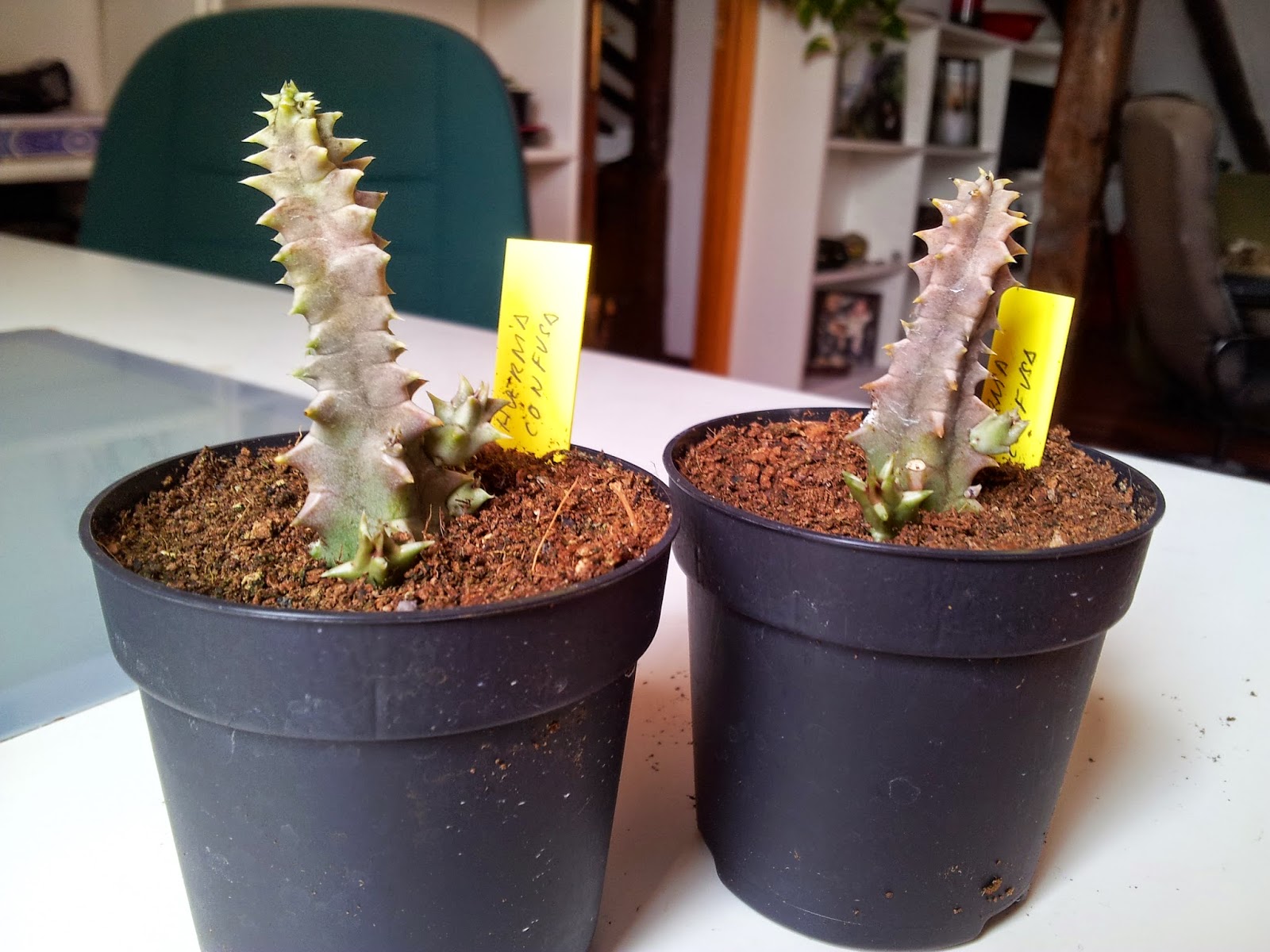 Huernia%2Bconfusa.jpg