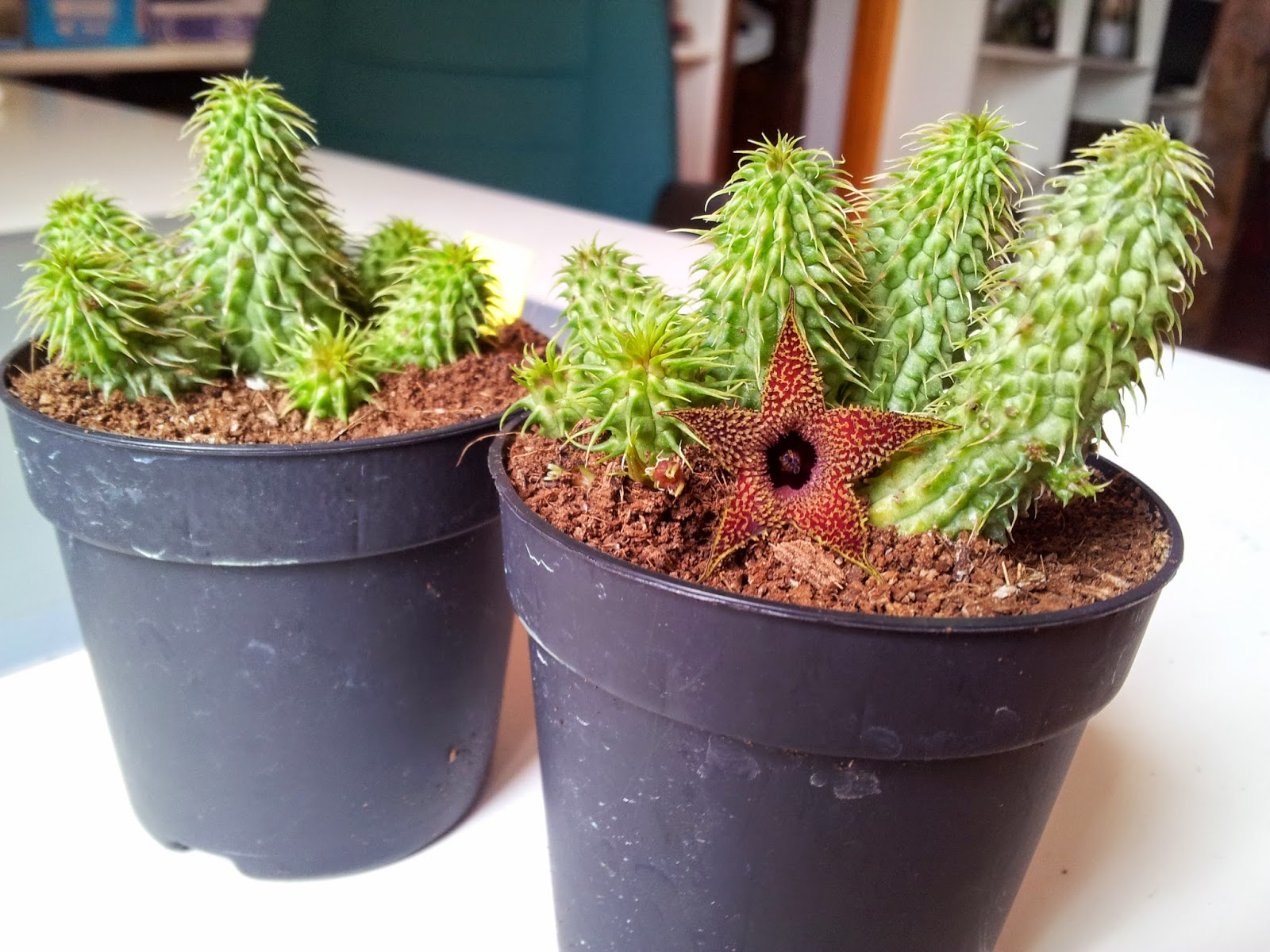 Huernia%2Bpillansii.jpg