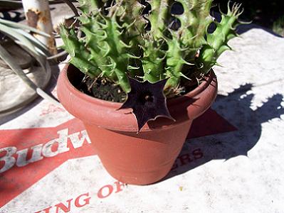 huernia.jpg