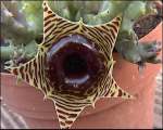 huernia-zebrina-01.jpg