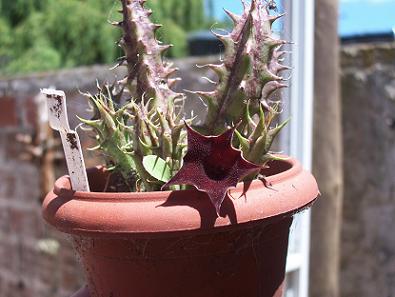 huernia1.JPG