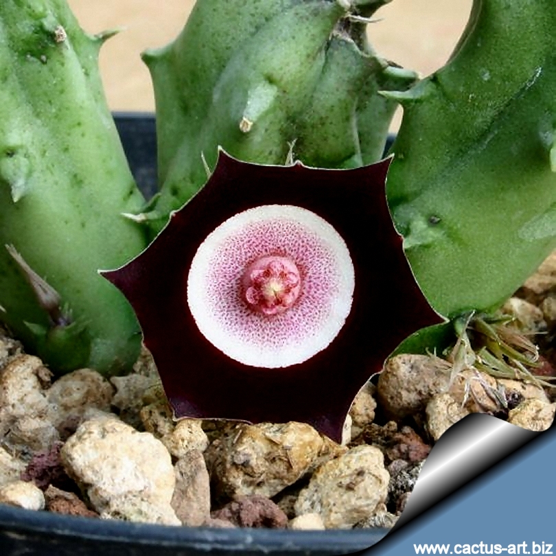 Huernia_oculata_810.jpg