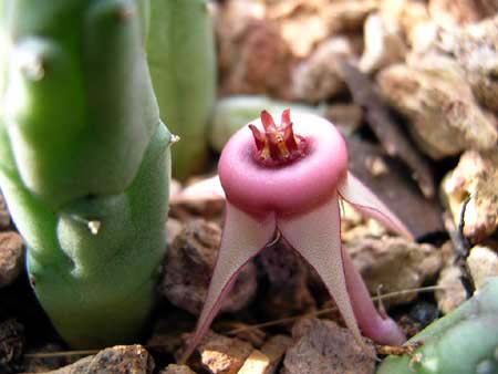 Huernia_procumbens.jpg