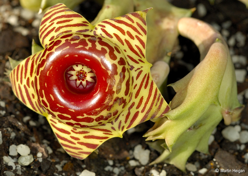 Huernia_zebrina%20_ssp%20_zebrina.jpg
