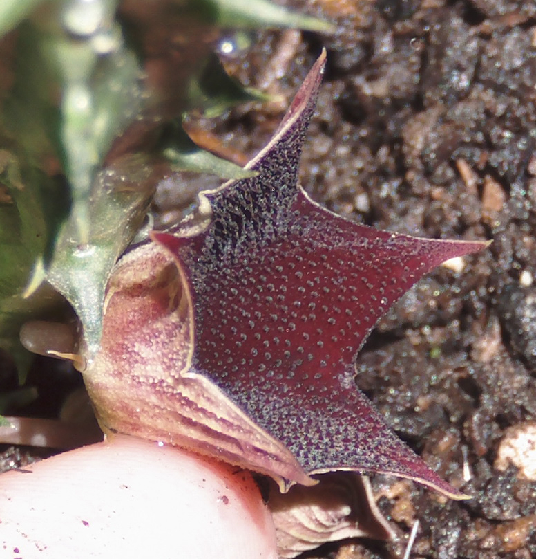 huerniakeniensis_zpsd8afc69a.jpg
