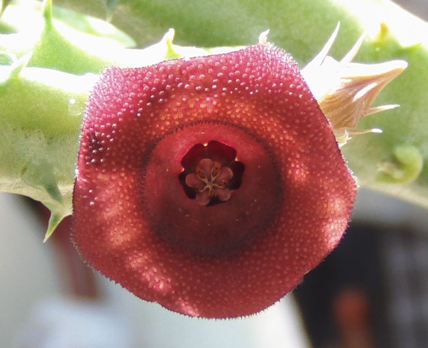 huerniaschneideriana2.jpg