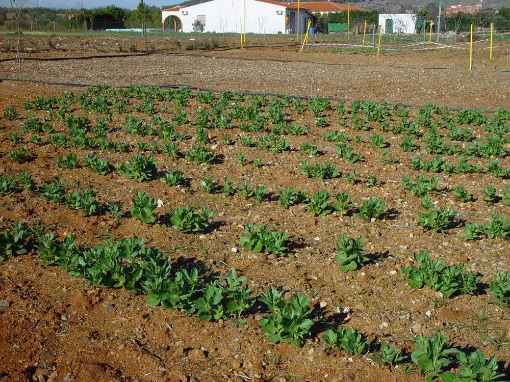 huerta-009.jpg