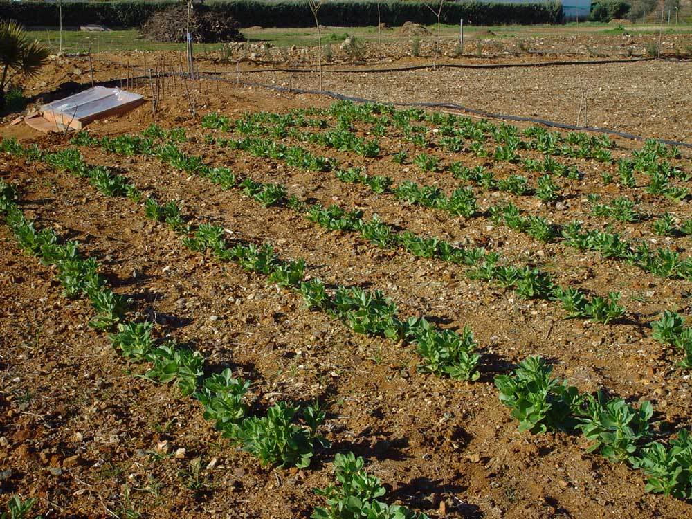 huerta-010.jpg