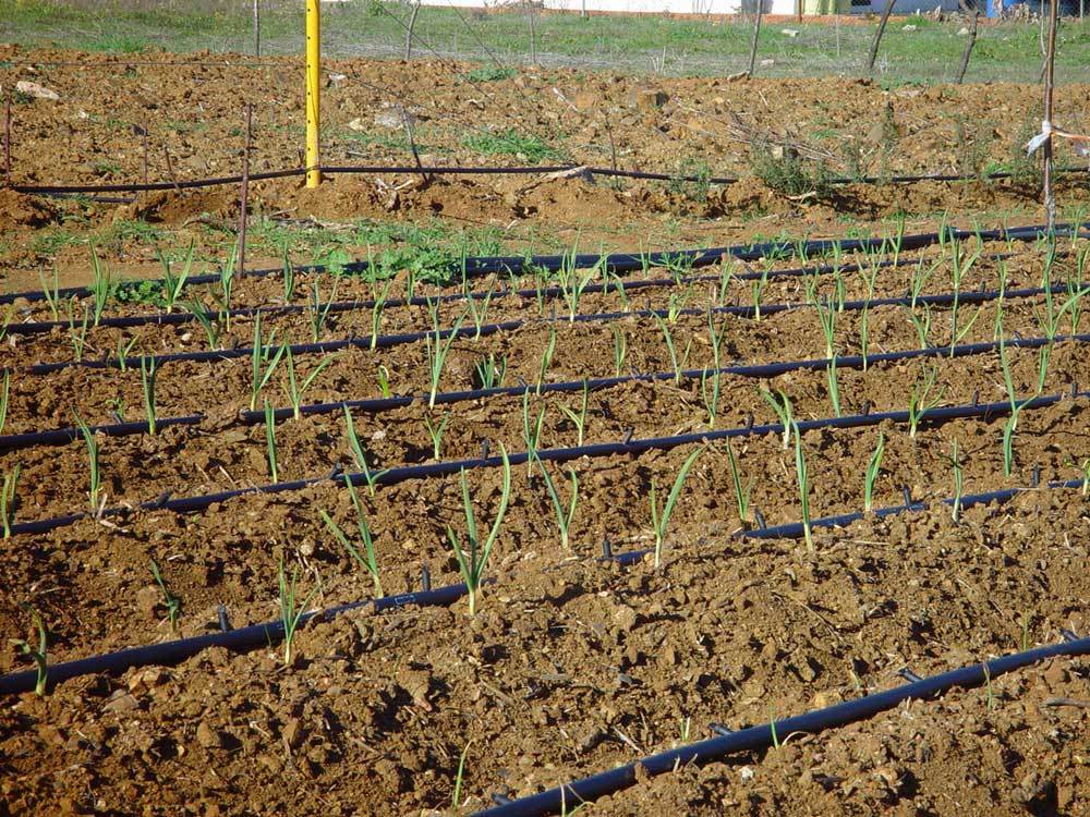 huerta-012.jpg