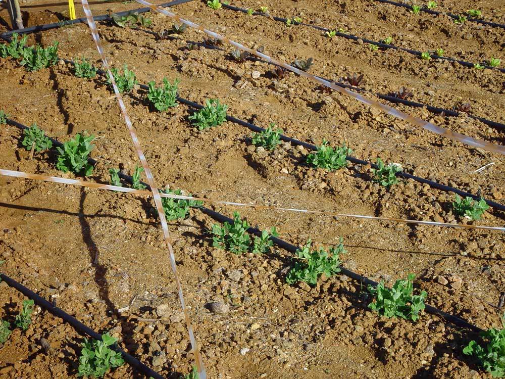 huerta-013.jpg