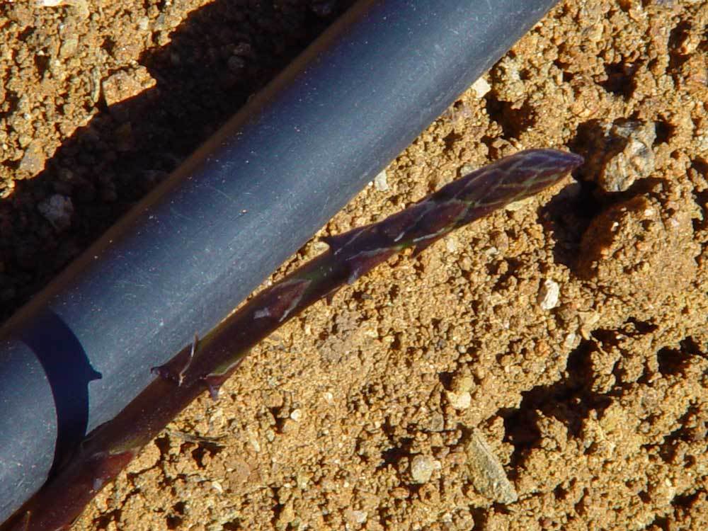 huerta-014.jpg