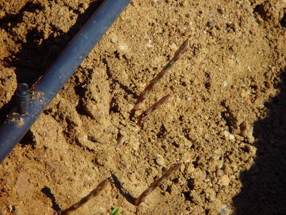 huerta-015.jpg