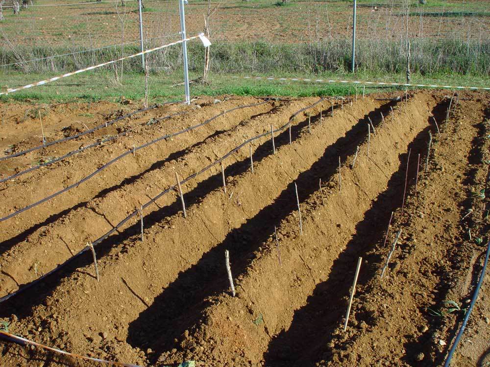 huerta-016.jpg