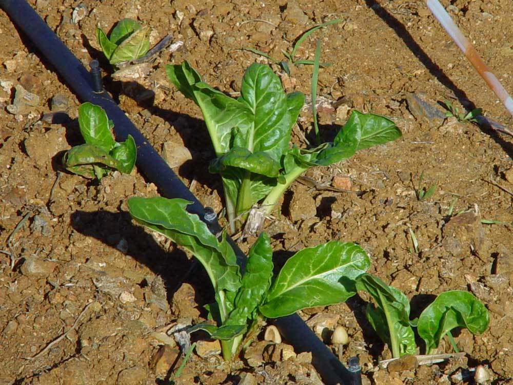 huerta-019.jpg