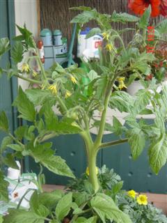 huerta%20016%20%28WinCE%29.jpg