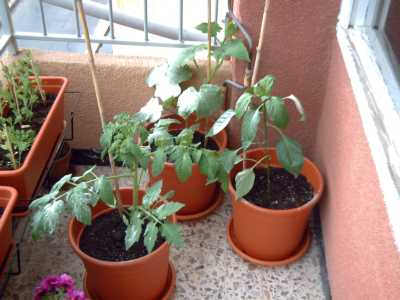 Huerta%2020-05-06.JPG