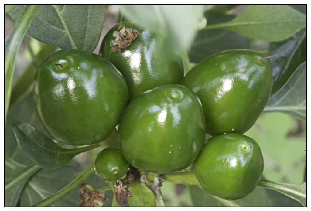huerta100.jpg