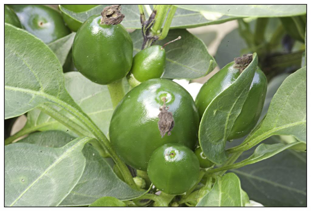 huerta101.jpg