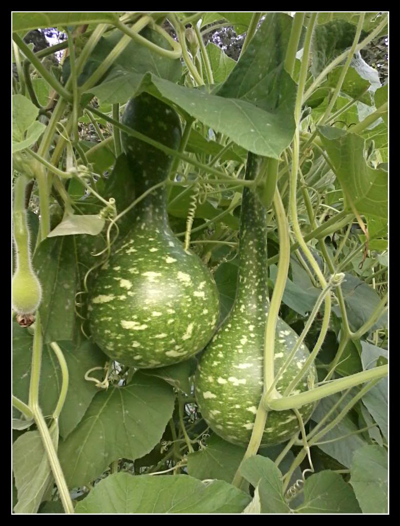 huerta106.jpg