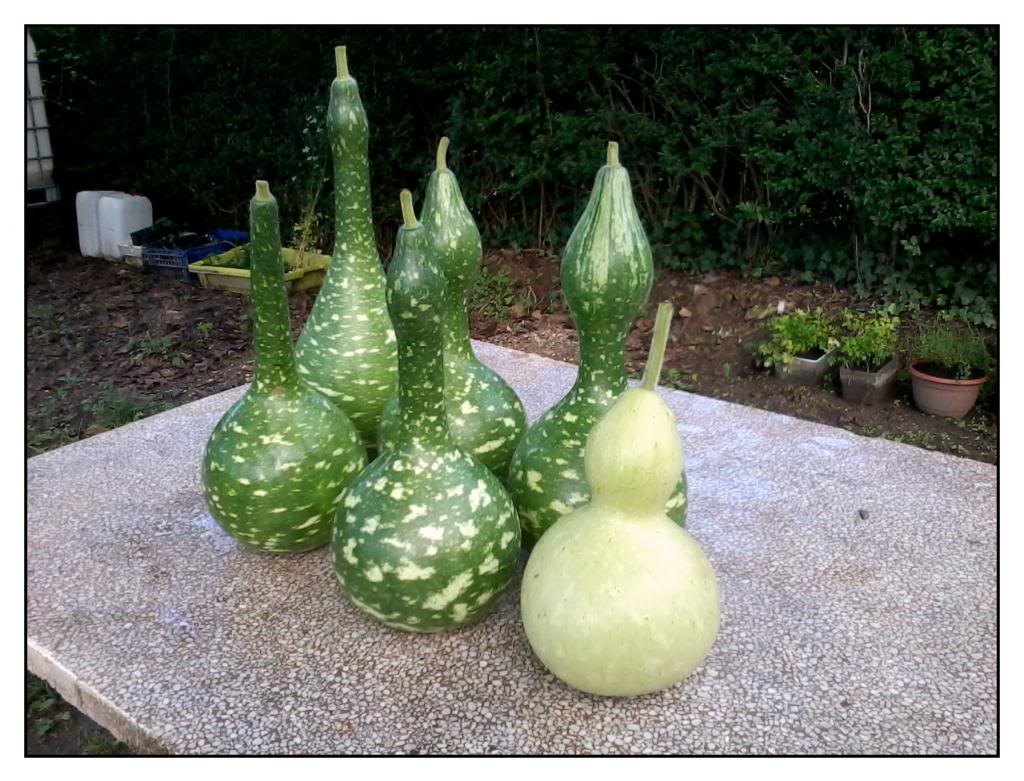 huerta111.jpg