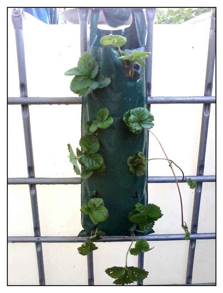 huerta112.jpg