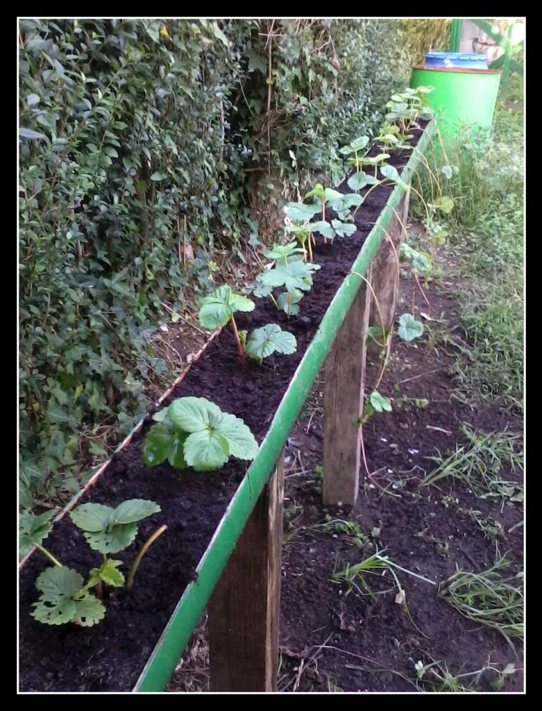 huerta113.jpg