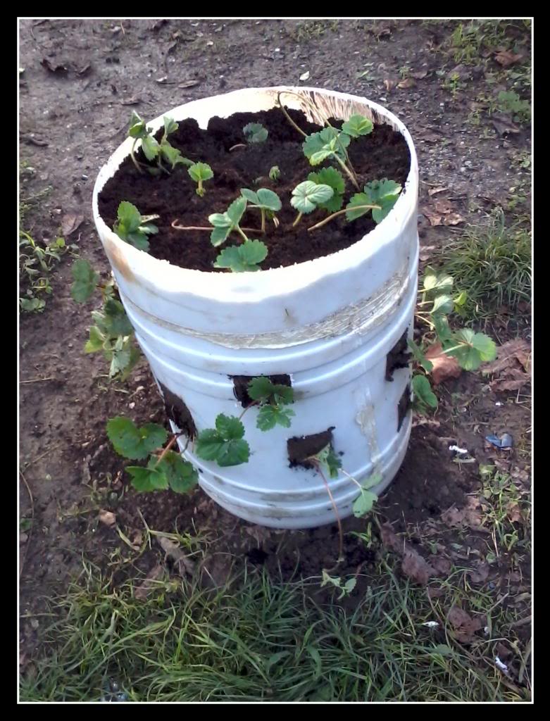 huerta114.jpg