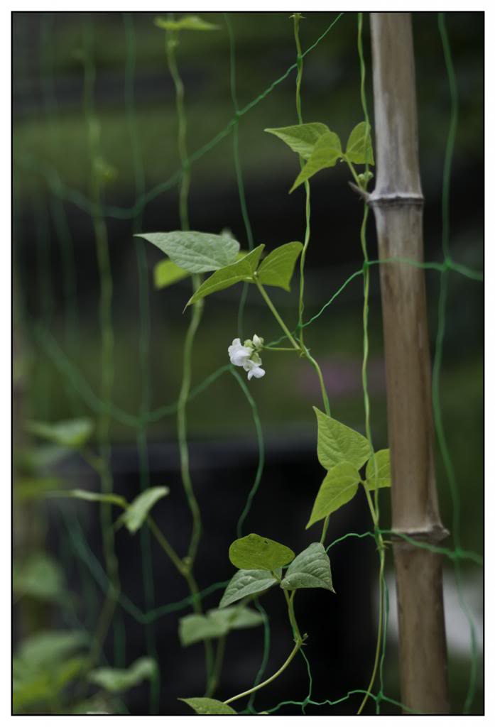 huerta35.jpg