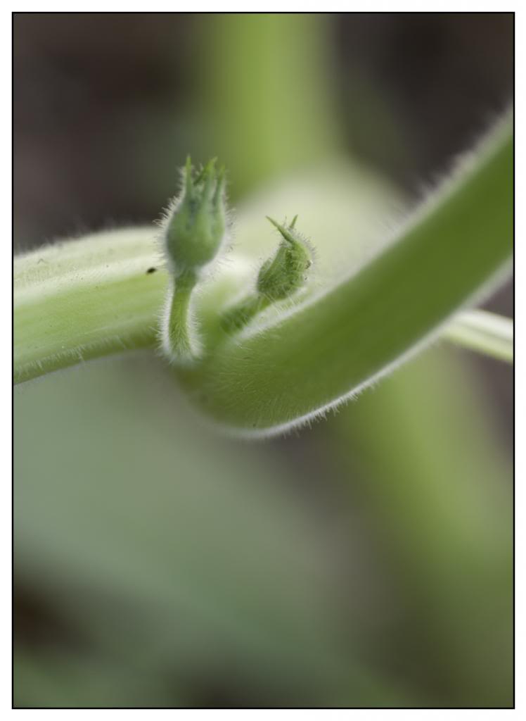 huerta45.jpg