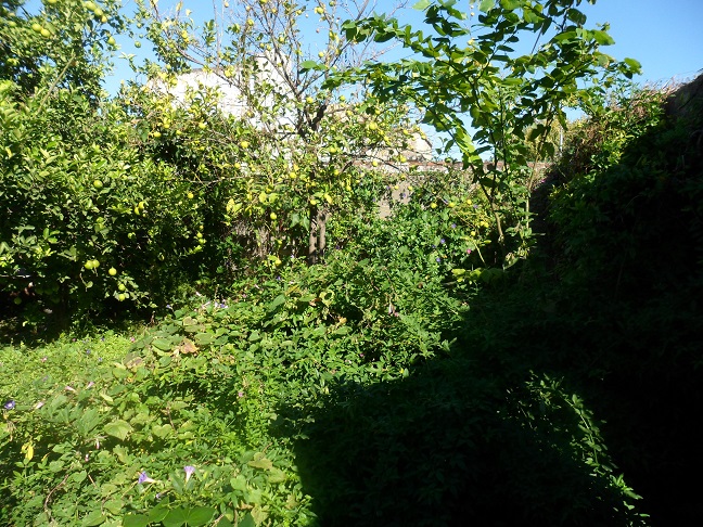 huerta5.jpg