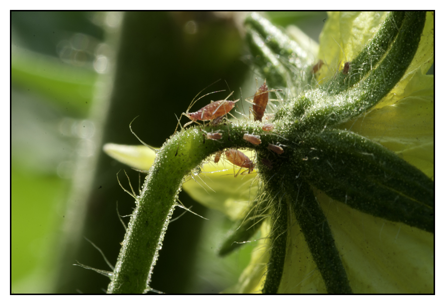 huerta52.jpg