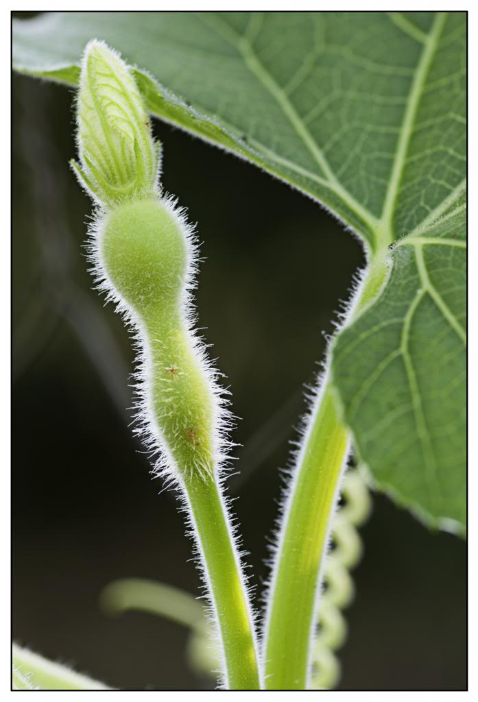 huerta64.jpg