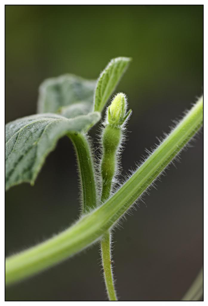 huerta66.jpg