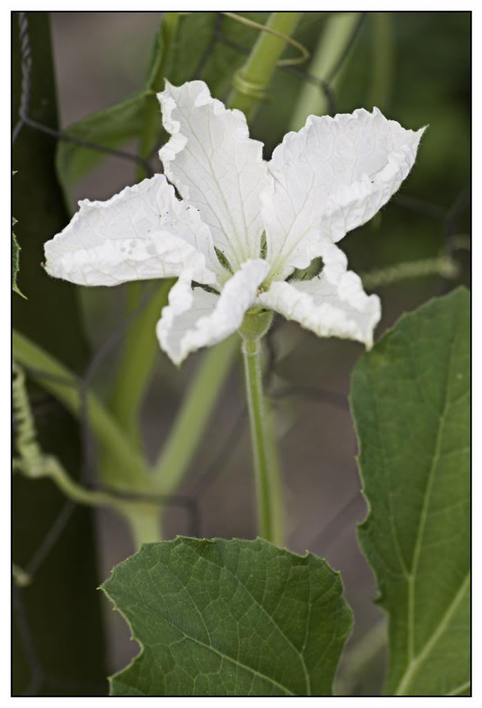 huerta67.jpg