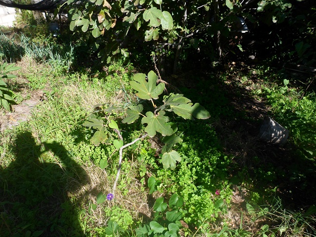 huerta7.jpg