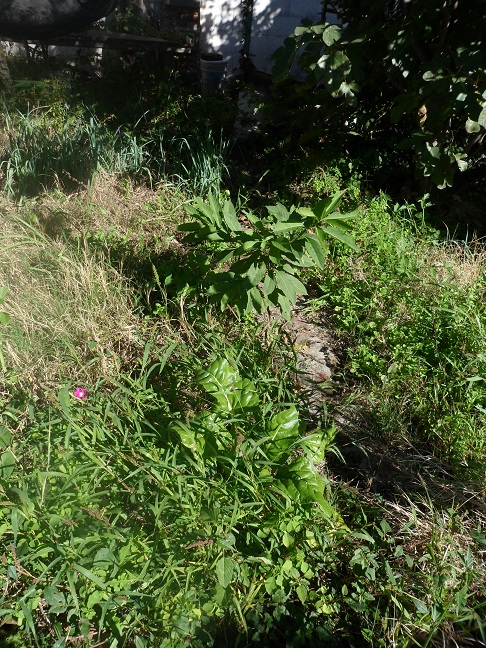 huerta8.jpg